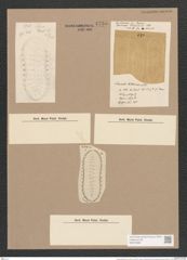 Surirella kittoniana Lend.-Fortm. (de-Toni-Nr.: Genus 53, Species 2281) Zeichnungen Sammlung Grunow Nr. 4735 (NHMW-BOT-W0372838)